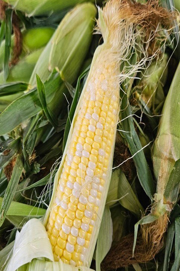 Gatewood Vegetable Farm & Greenhouses, Inc.-Noblesville必去景点