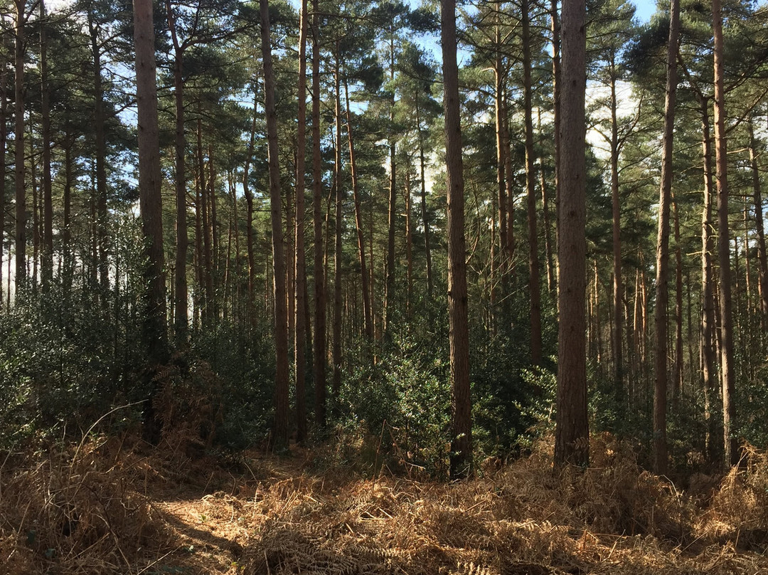 Angley Wood景点图片