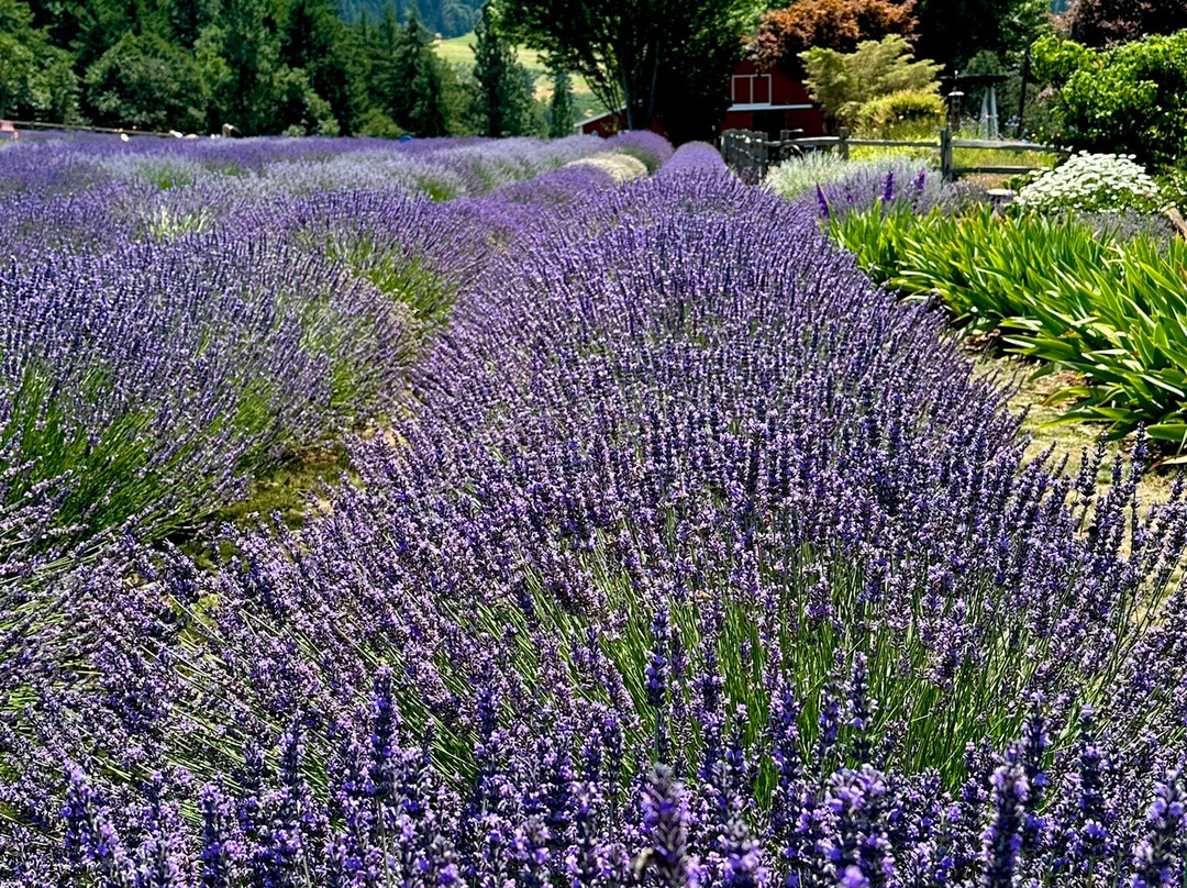 Hood River Lavender Farms-胡德里弗必去景点