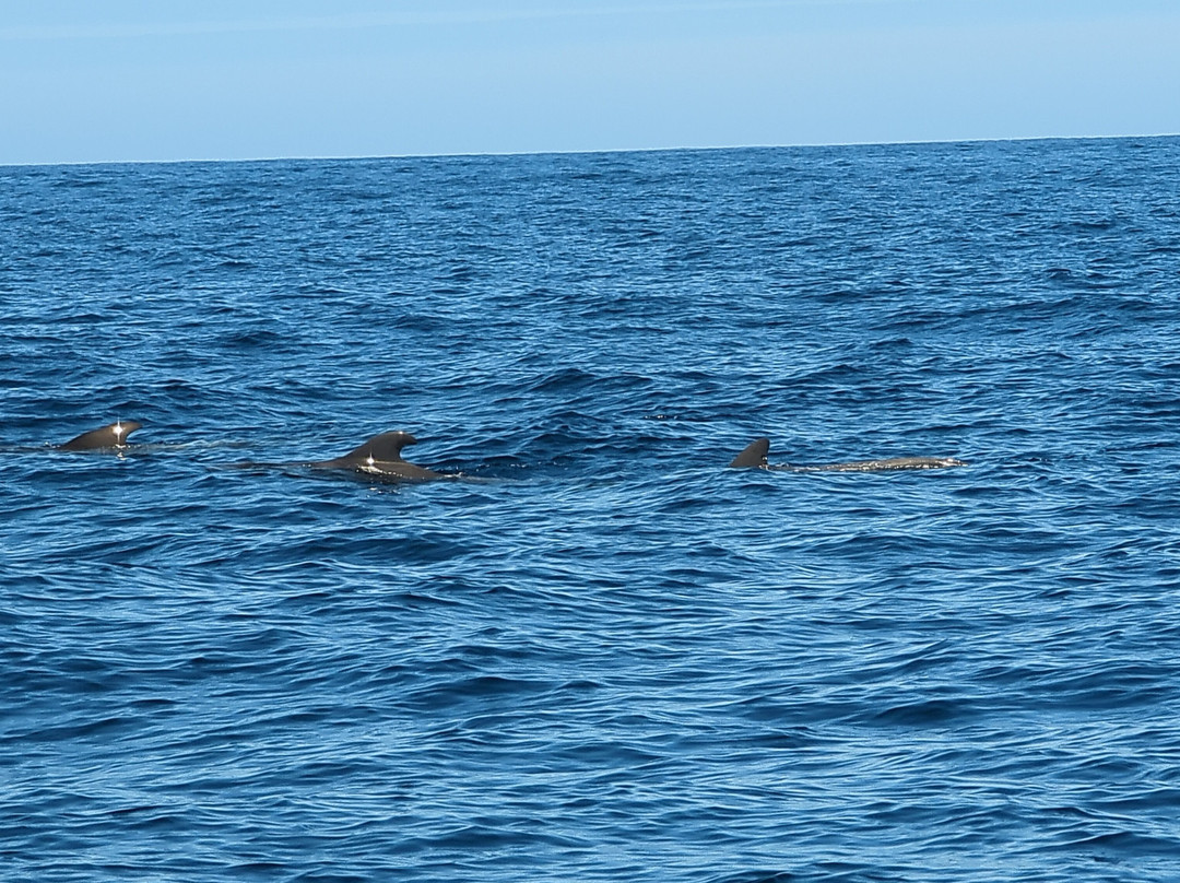 Whale Watch Tenerife-奥德杰海岸必去景点