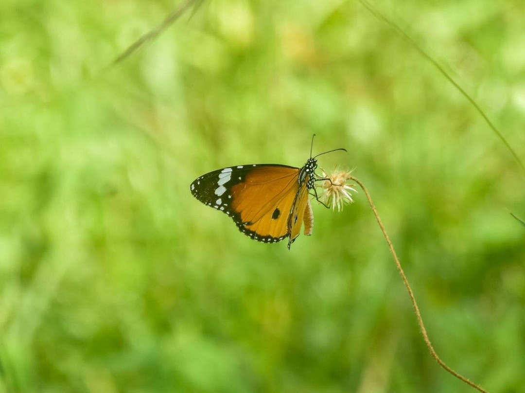 Anawilundawa Wetland Sanctuary-Chilaw必去景点