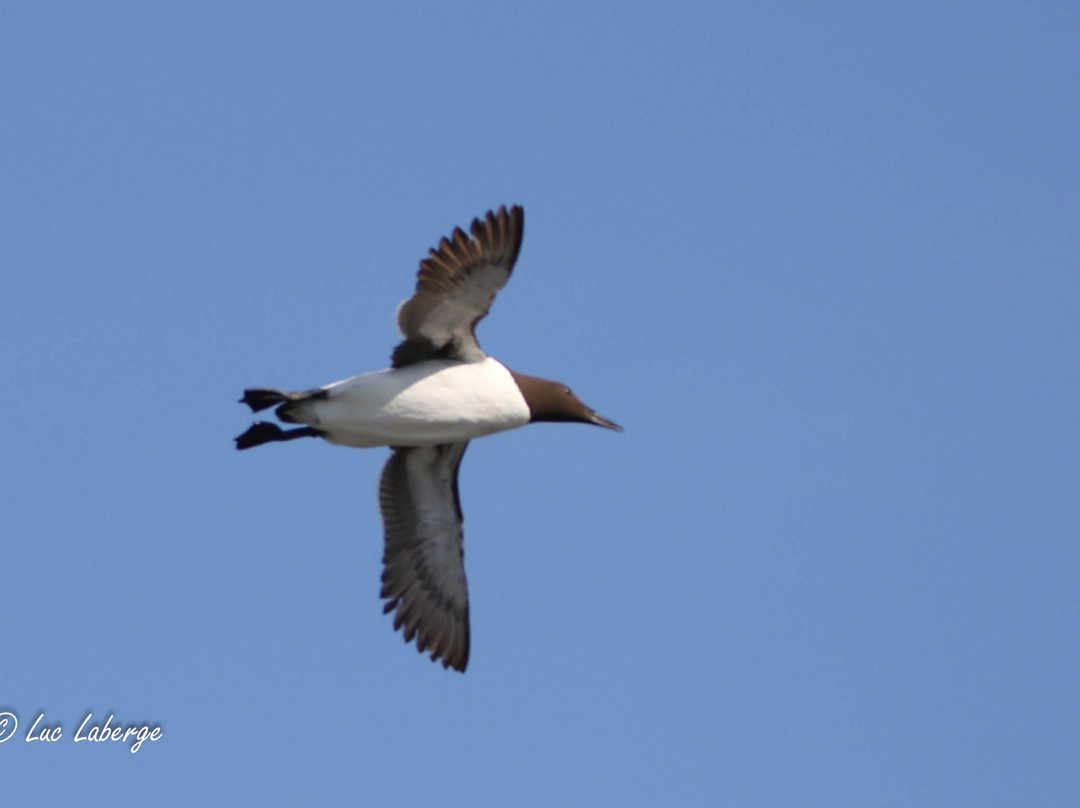 Tourisme Loiselle-Longue-Pointe-de-Mingan必去景点
