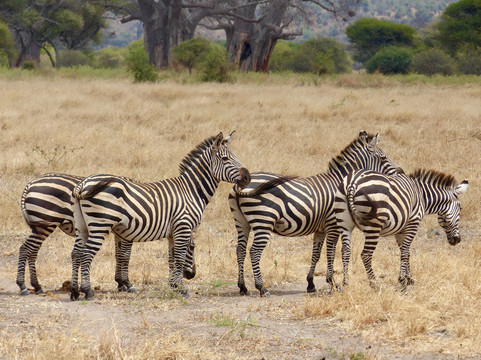 Adventure Travelling-阿鲁沙必去景点