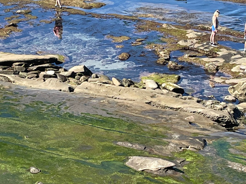 La Jolla Legendary Tours-拉荷亚必去景点