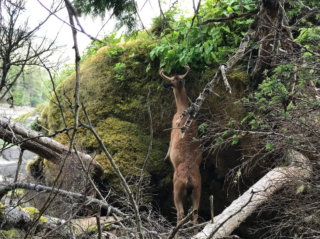 Sea Kayak Haida Gwaii - Butterfly Tours-Moresby Island必去景点