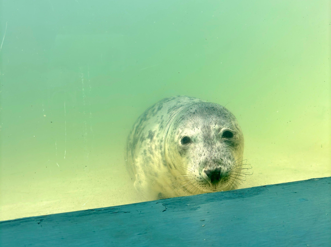 Cornish Seal Sanctuary,SEA LIFE Trust景点图片