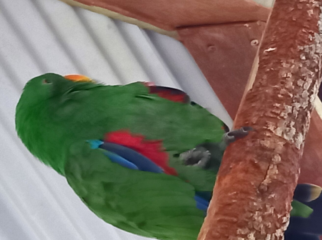 Birdworld Kuranda-库兰达必去景点