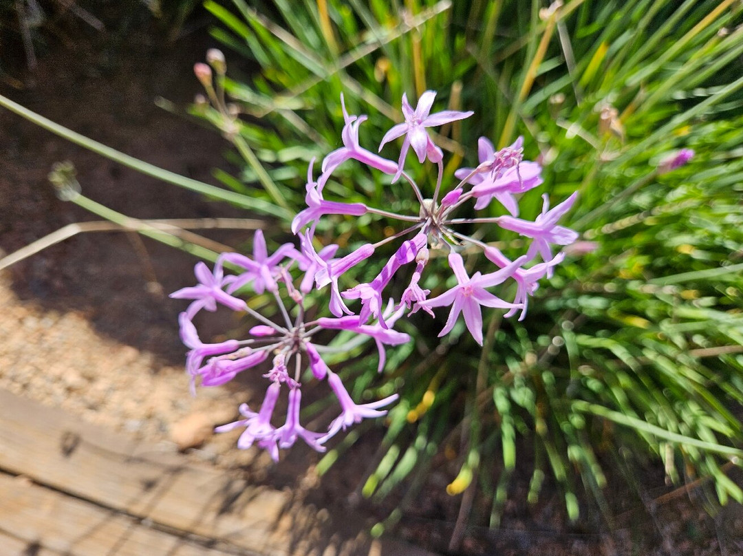 Ibiza Botánico Biotecnológico景点图片