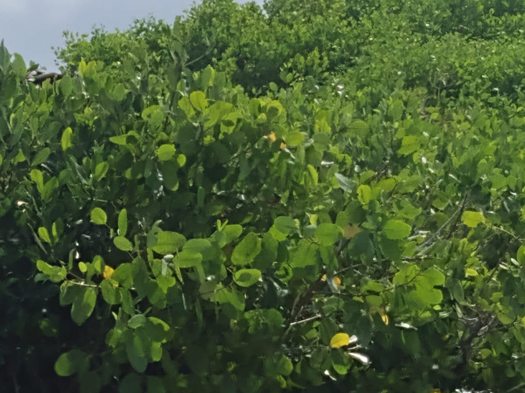 Barbuda Express-圣 约翰必去景点