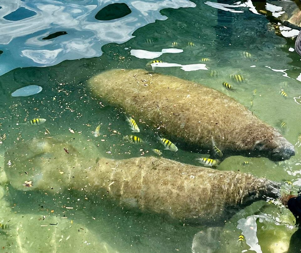 Acuario Mundo Marino景点图片
