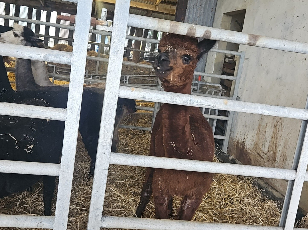 Bellevue Farm Tours-Blackwaterfoot必去景点