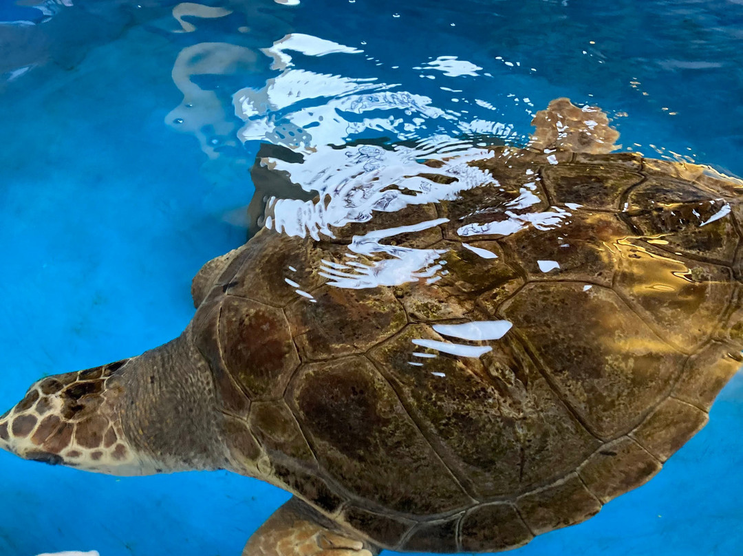 Turtle Point景点图片