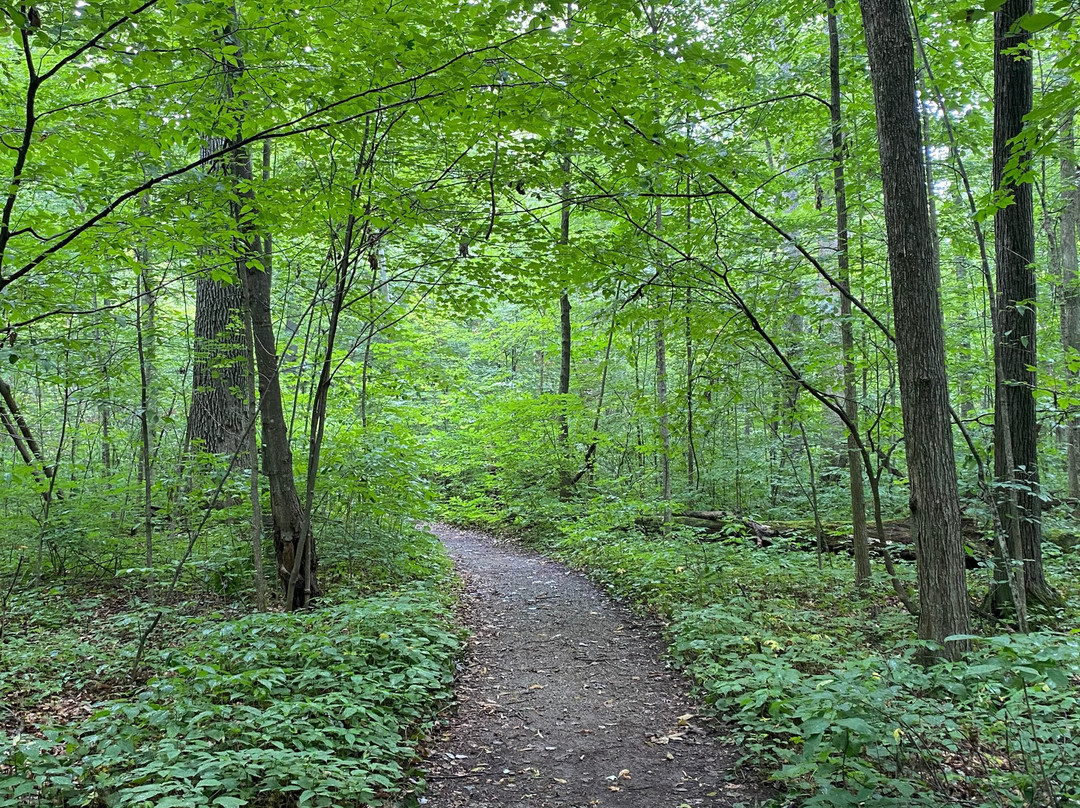 Goll Woods State Nature Preserve-Archbold必去景点