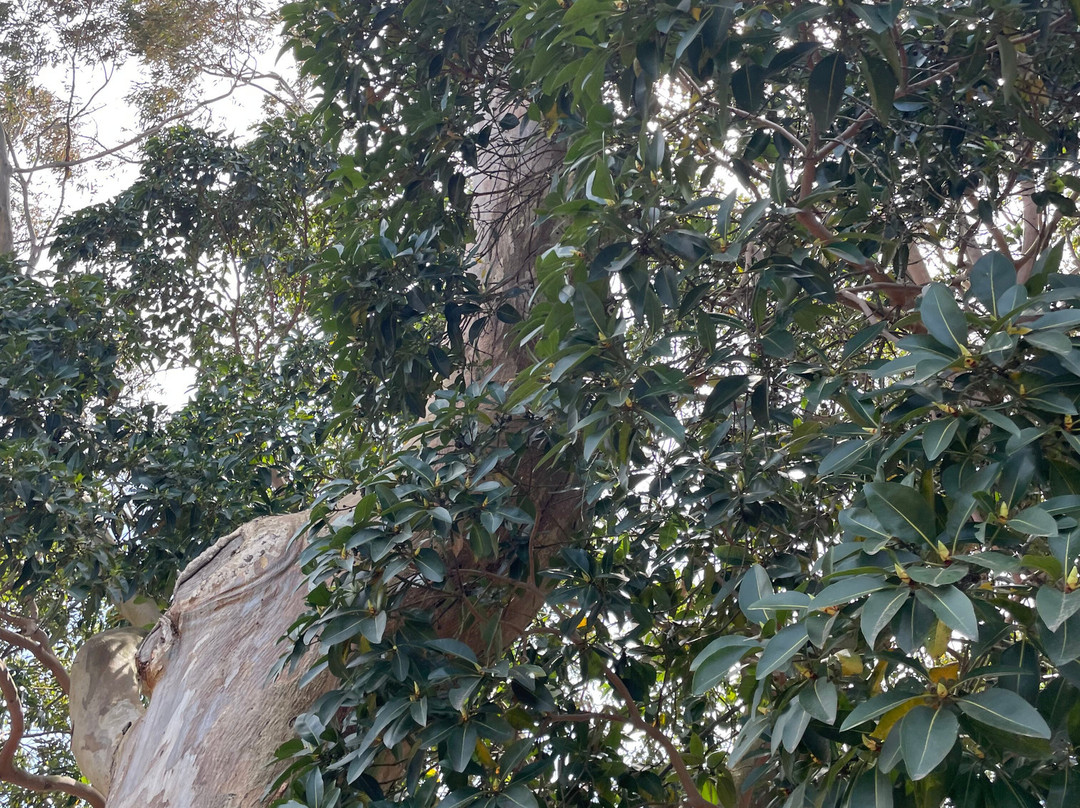 Charing Cross Reserve-Beaconsfield Upper必去景点