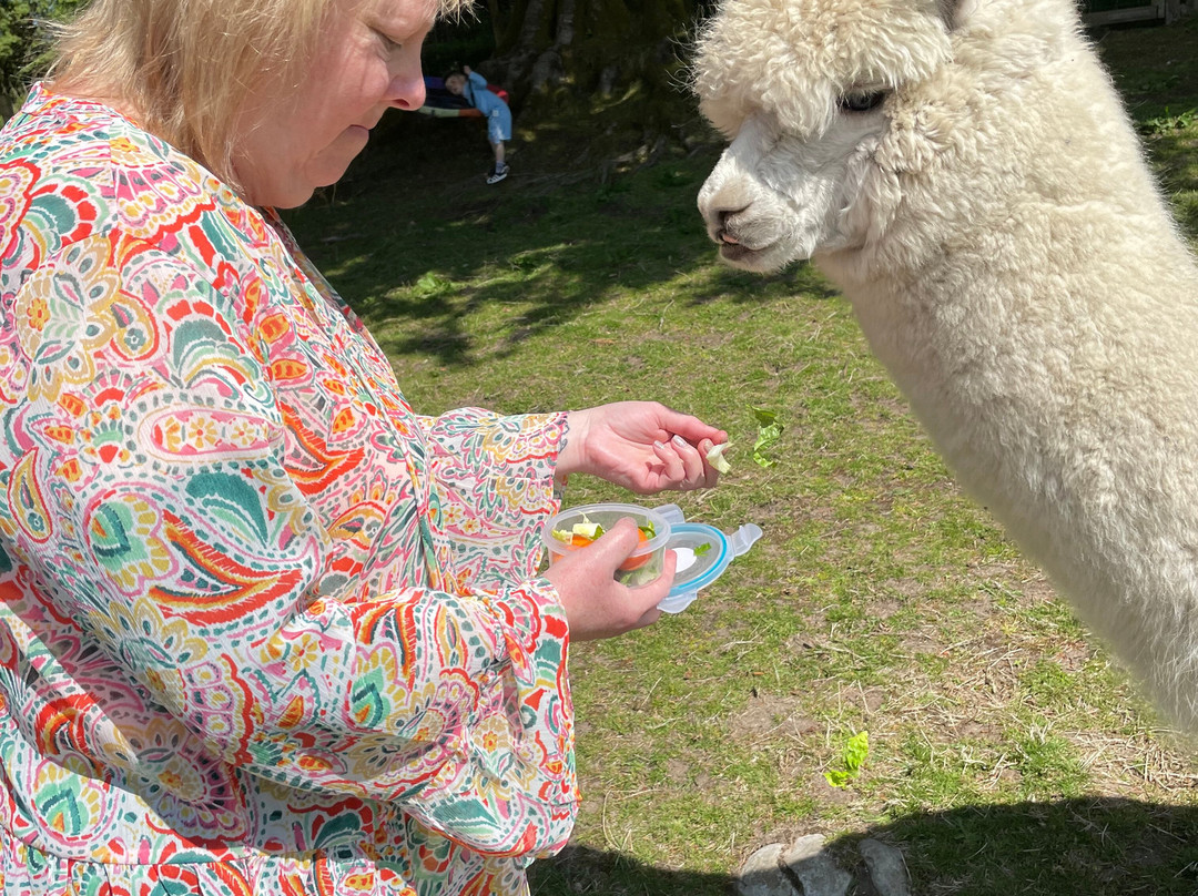 little peru alpaca trekking景点图片