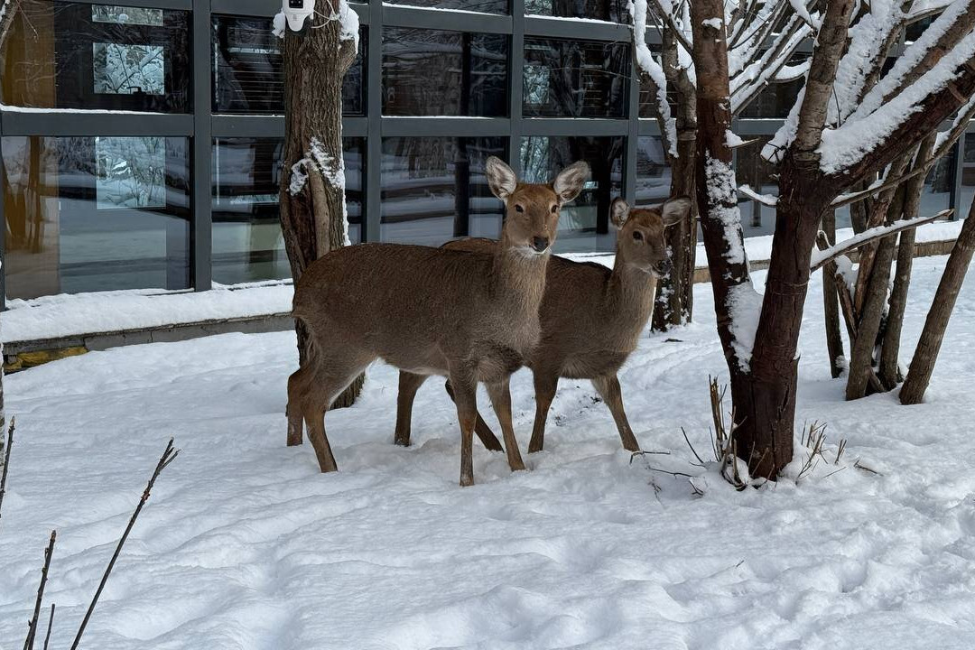 长白山吉视传媒铂尔曼度假酒店主图
