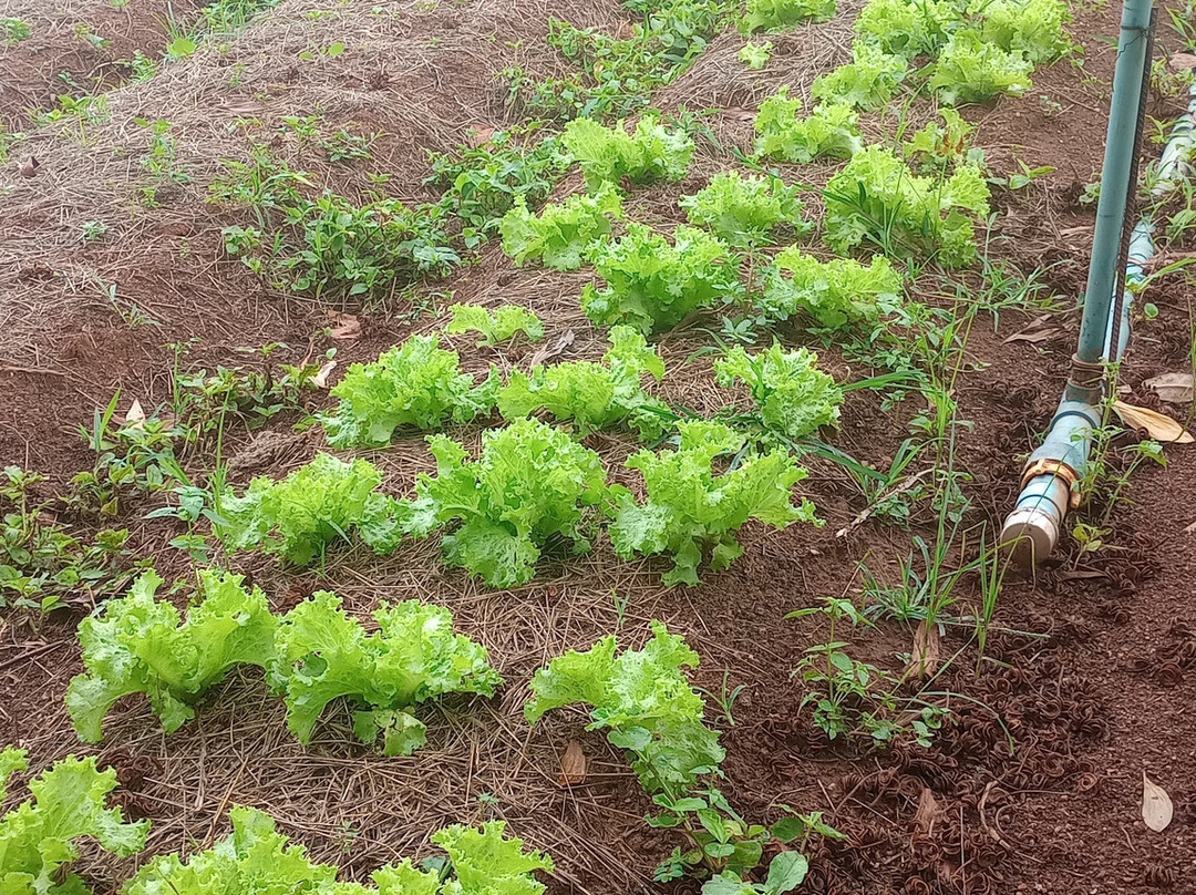 Queira Agroecologia-Espirito Santo Do Pinhal必去景点