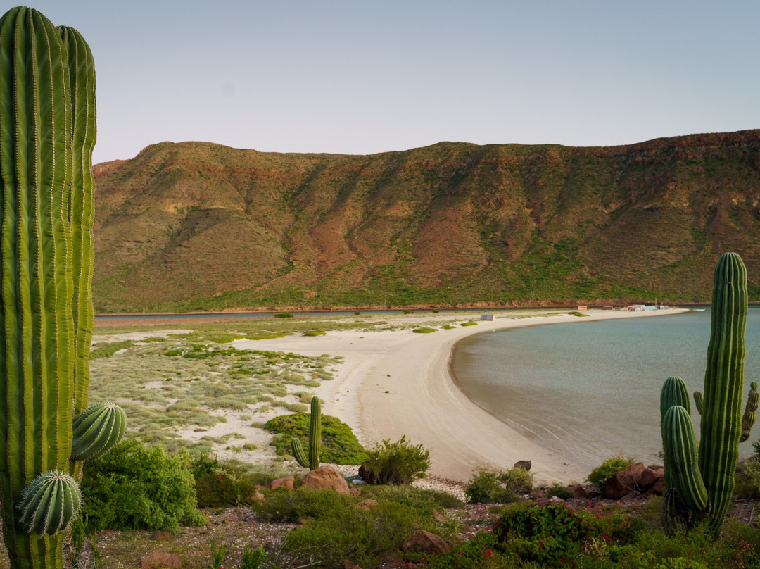 Creatures of Baja