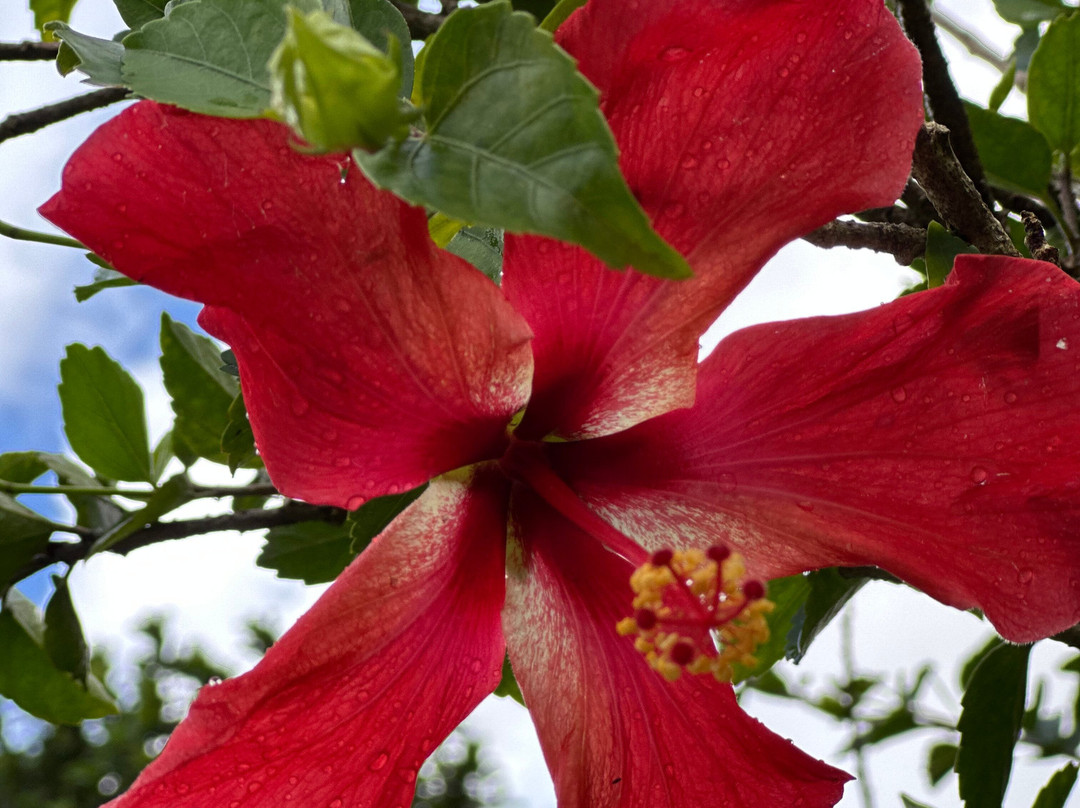 Domaine d'Emeraude-Le Morne-Rouge必去景点