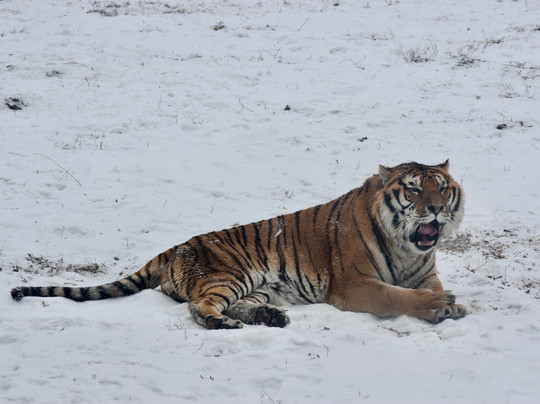 Ice Festival Harbin的一日游-哈尔滨市必去景点