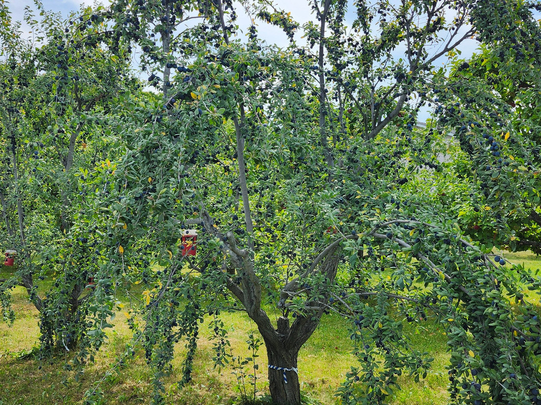 Les Vergers Du Cap-Cap-Saint-Ignace必去景点