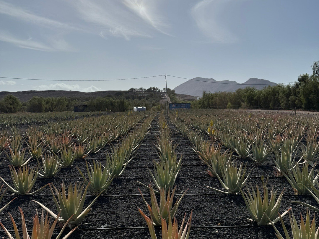 Finca Canarias Aloe Vera景点图片