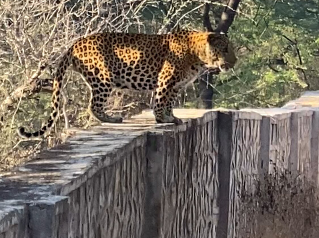 Jhalana Leopard Safari Park景点图片
