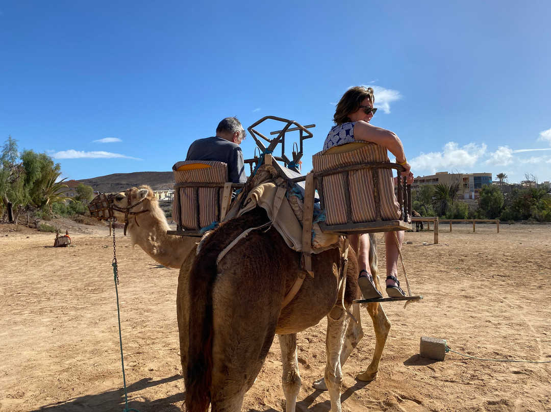 Camel Rides Lajares-拉哈雷斯必去景点