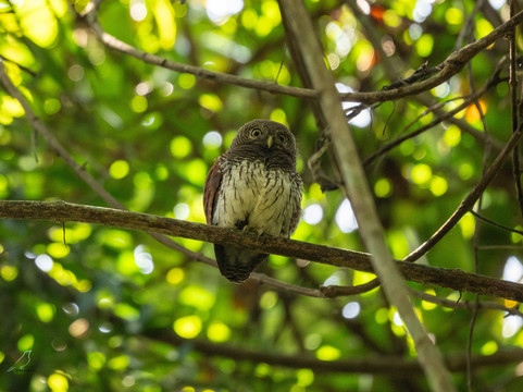 Sri Lanka Tours By Wildscape-Dunagaha必去景点