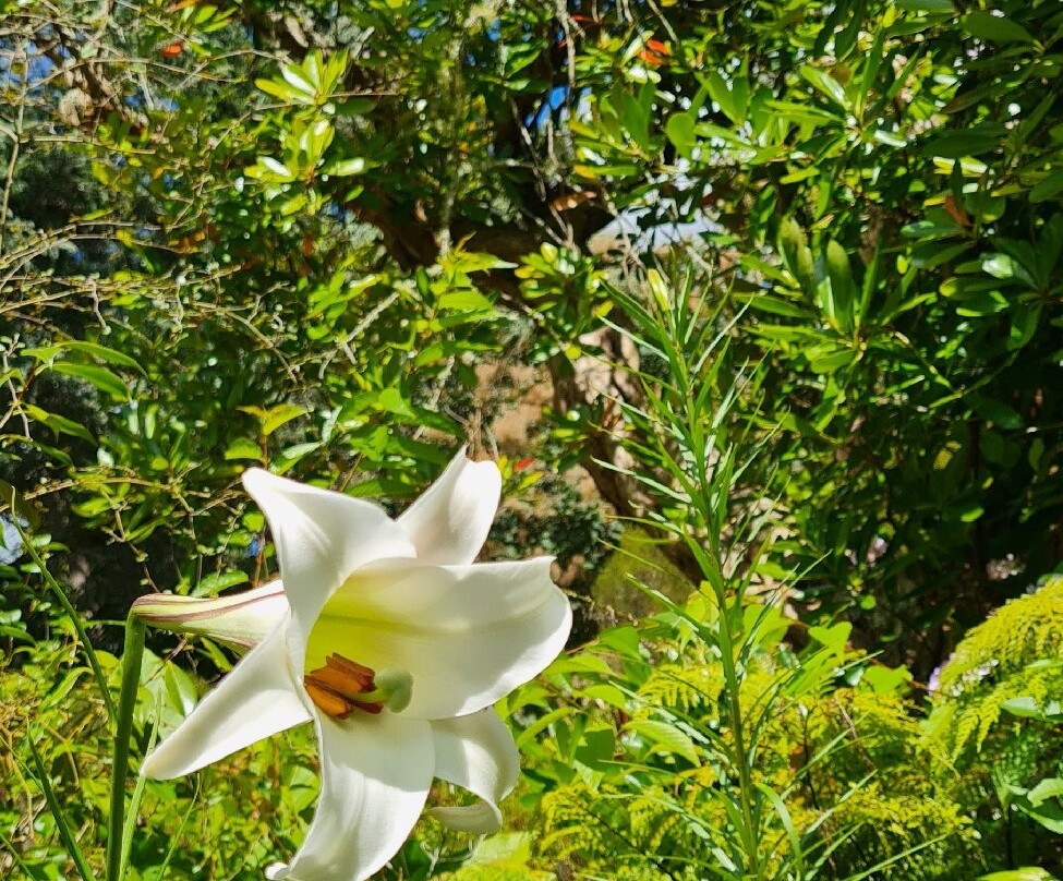 Eastwoodhill Arboretum景点图片