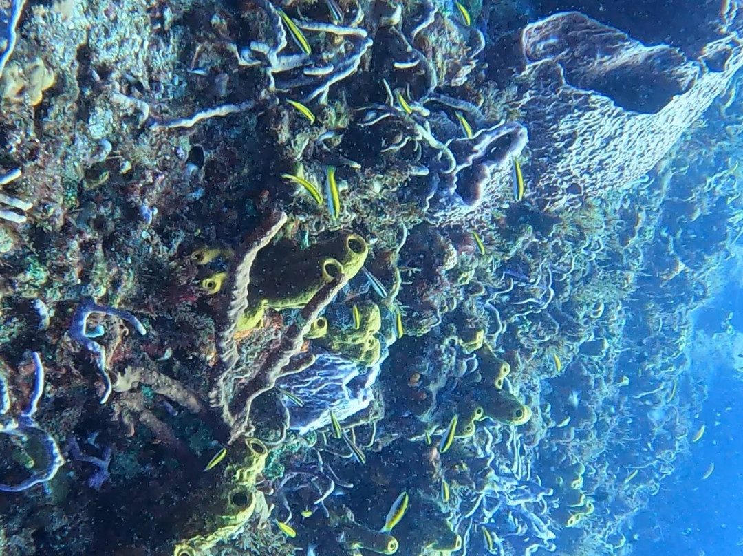 Spencer's Underwater Adventures-Speyside必去景点