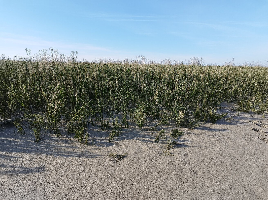 Decouvrons la Baie de Somme Day Tours景点图片