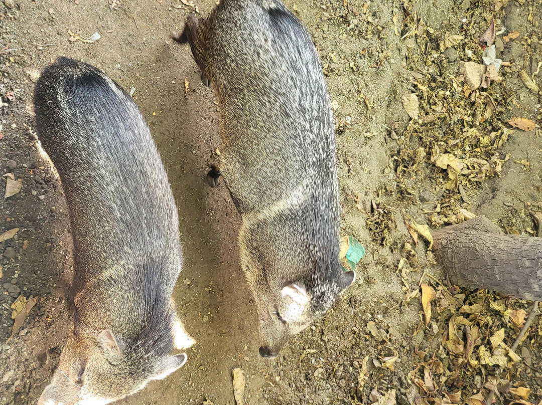 Iguanario Archundia-曼萨尼约必去景点