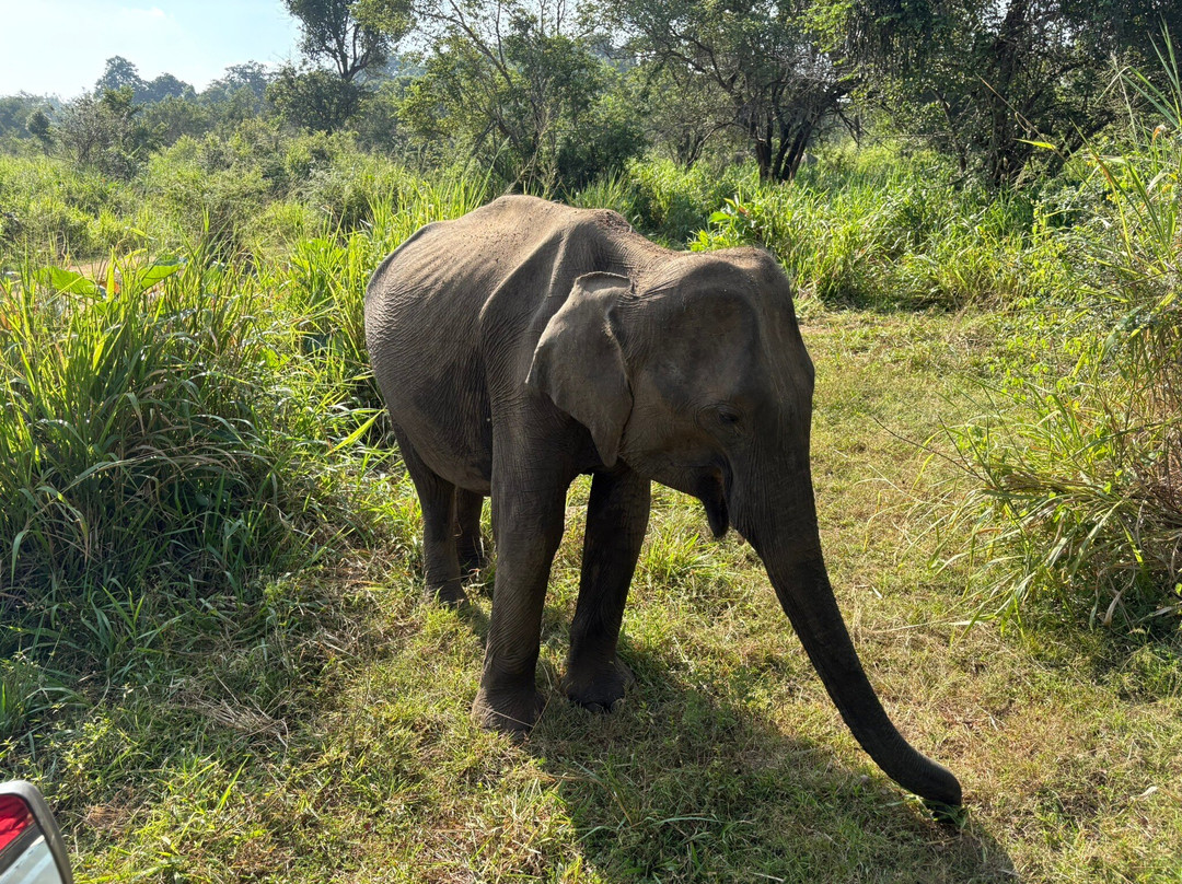 Taxi Sigiriya & Dambulla-锡吉里亚必去景点
