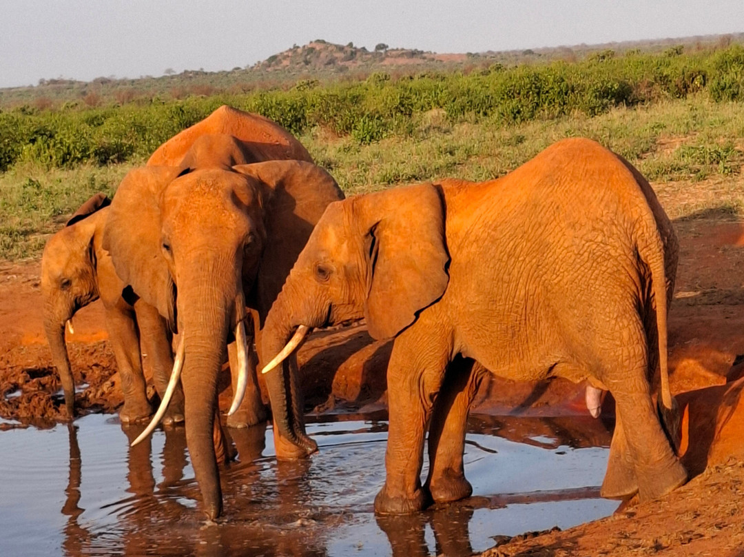 Safari Kenya Con Aragosta-瓦塔木必去景点