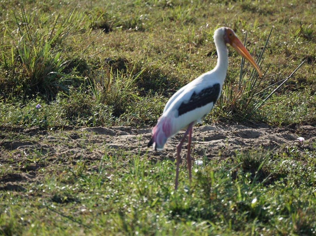 Bundala Roshan Safari-Weligatta必去景点