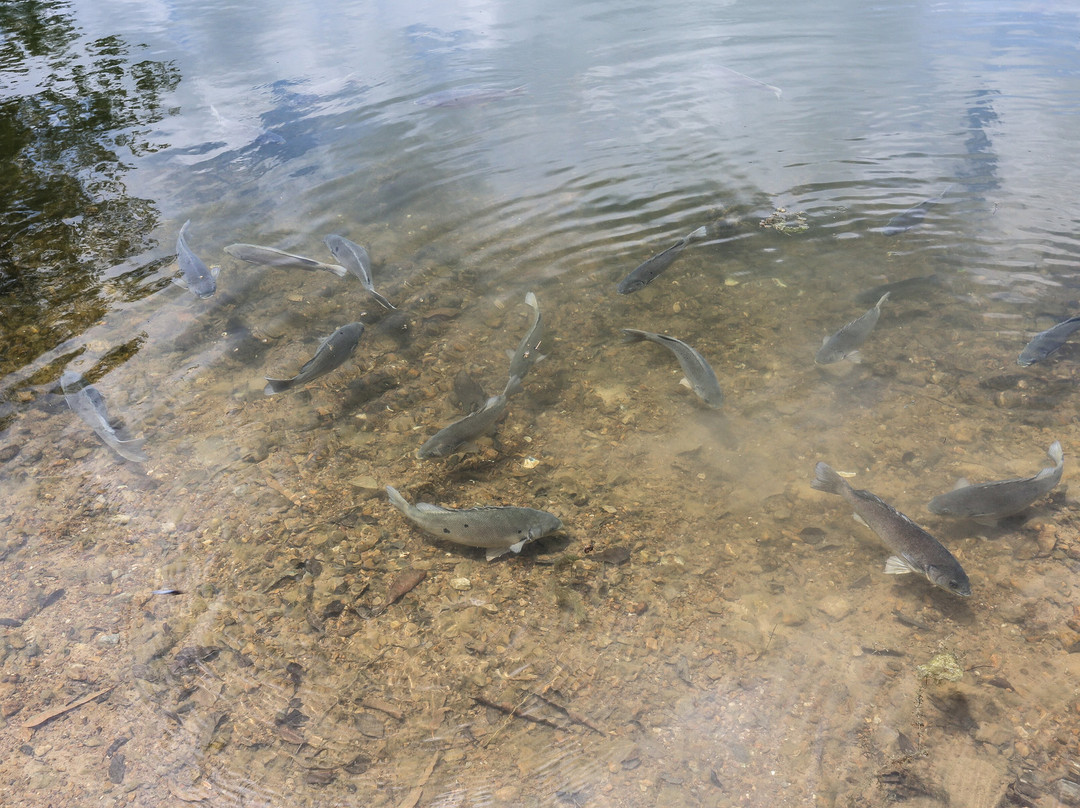 EcoPark Fishing World & Farm Stay景点图片