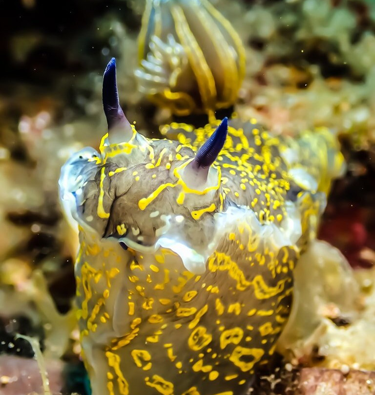 Triton Scuba Diving Centre Halkidiki-Paliouri必去景点