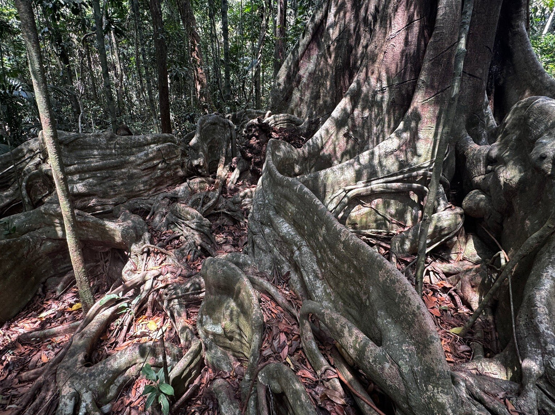 The Old Trees-阁骨岛必去景点