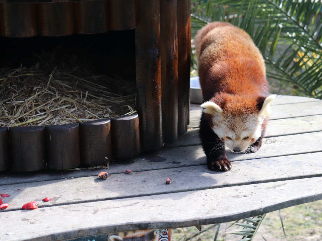 Zoo African Safari景点图片