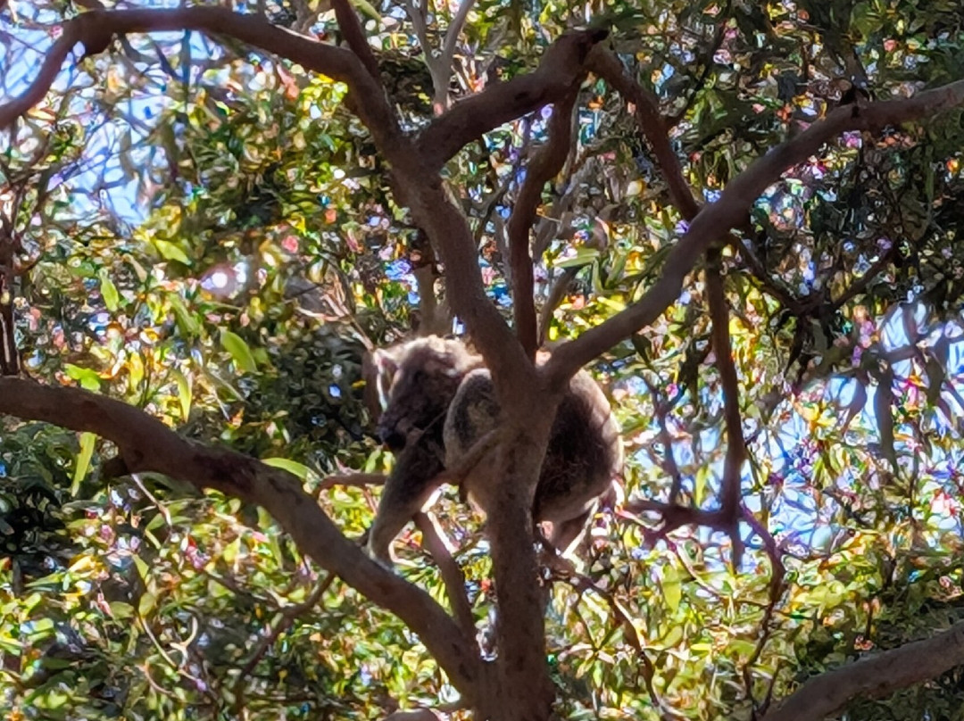 Port Stephens Koala Sanctuary景点图片