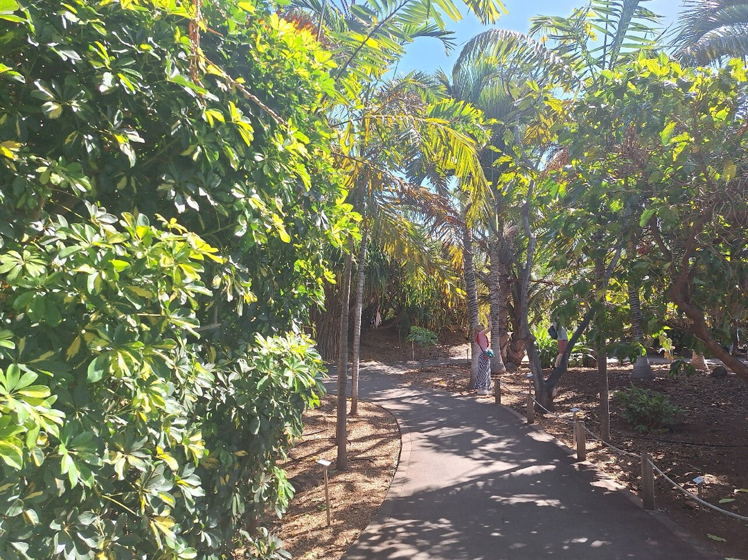 Jardín Botánico del Palmetum景点图片