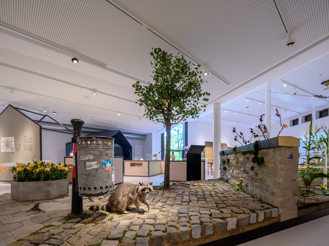 Museum Am Schölerberg-奥斯纳布吕克必去景点