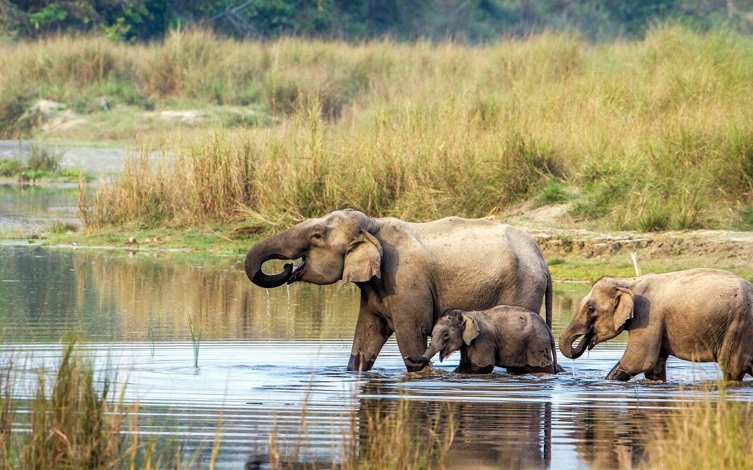 Chitwan National Park-苏拉哈必去景点