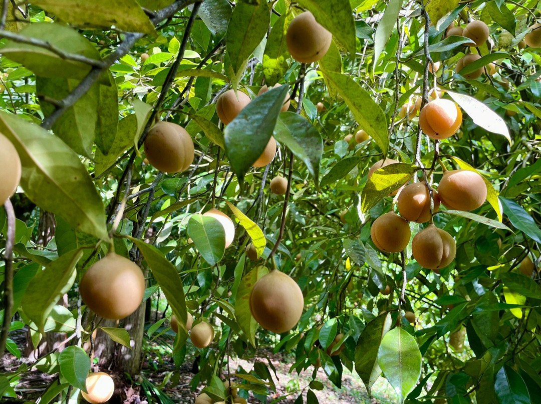 Mount Qua Qua Grenada-Grand Etang National Park必去景点