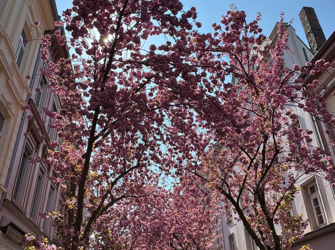Cherry Blossom-波恩必去景点