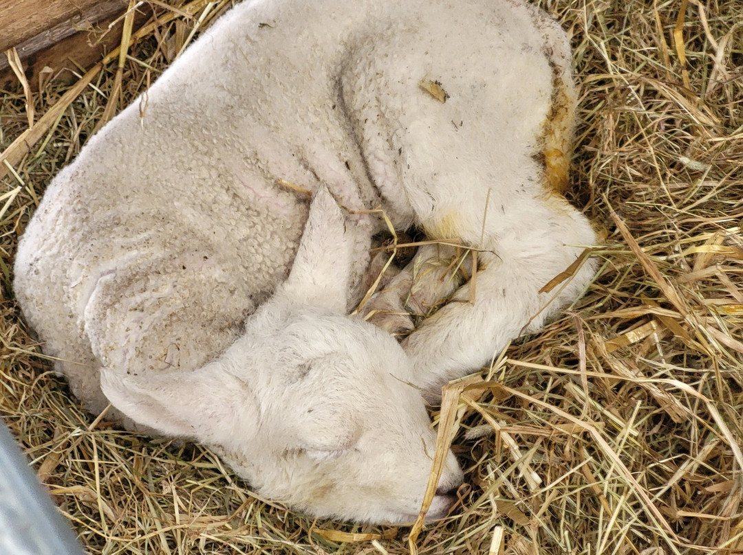 Kilmacolm Farm Tours-Cairncurran必去景点