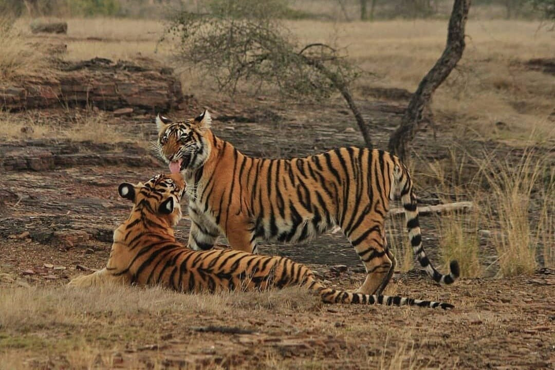 Ranthambore National Park