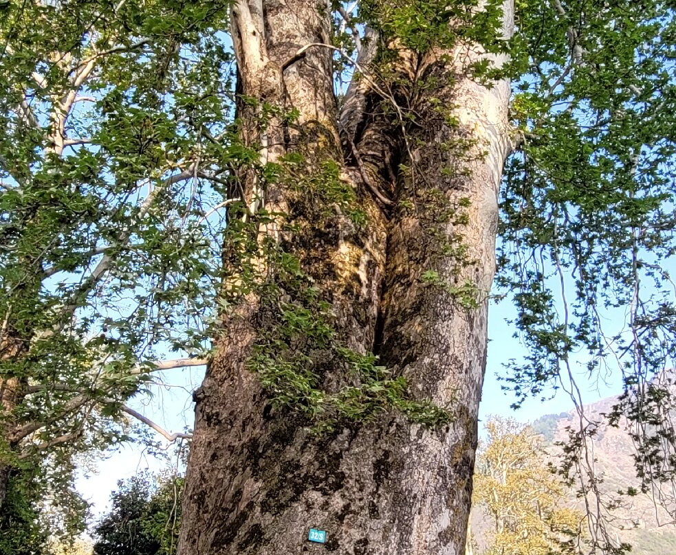 Mughal Gardens-斯利那加必去景点