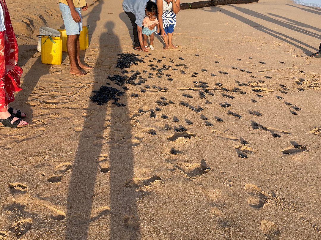 Sea Turtle Farm Galle Mahamodara景点图片